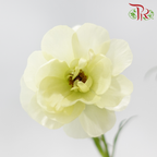 Ranunculus Butterfly - Graces (5 Stems) **Fragile**