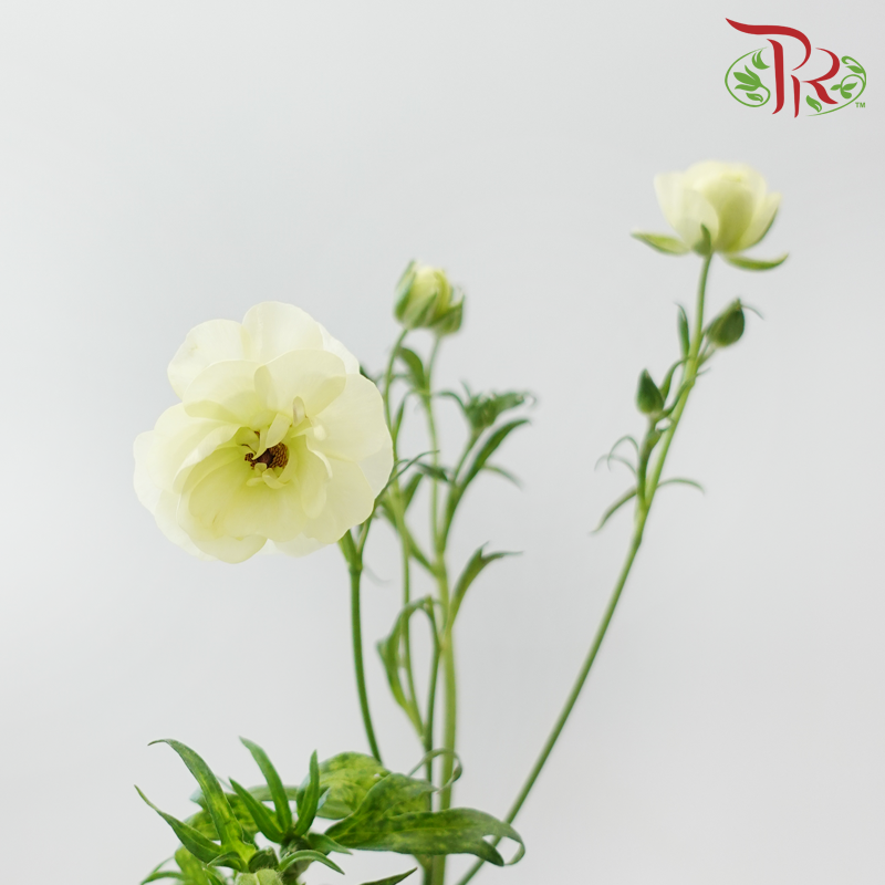 Ranunculus Butterfly - Graces (5 Stems) **Fragile**