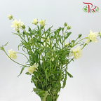 Ranunculus Butterfly - Graces (5 Stems) **Fragile**