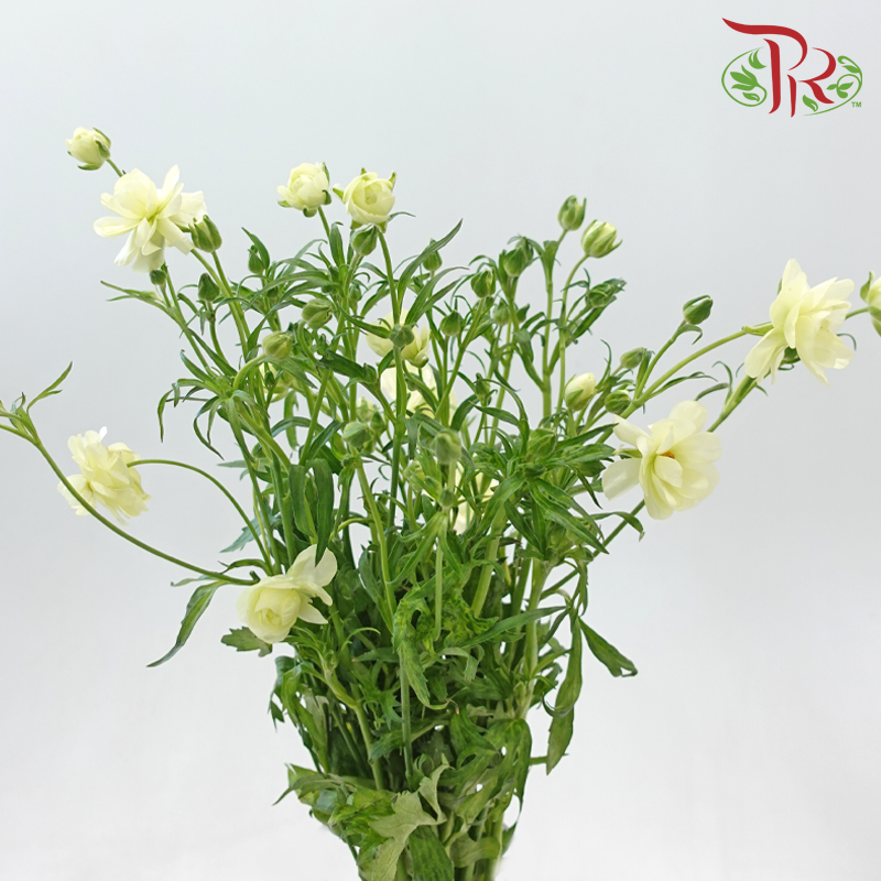 Ranunculus Butterfly - Graces (5 Stems) **Fragile**