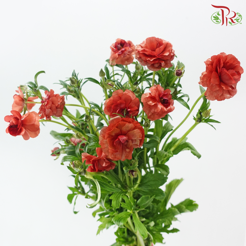 Ranunculus Butterfly - Dark Red (5 Stems) **Fragile**