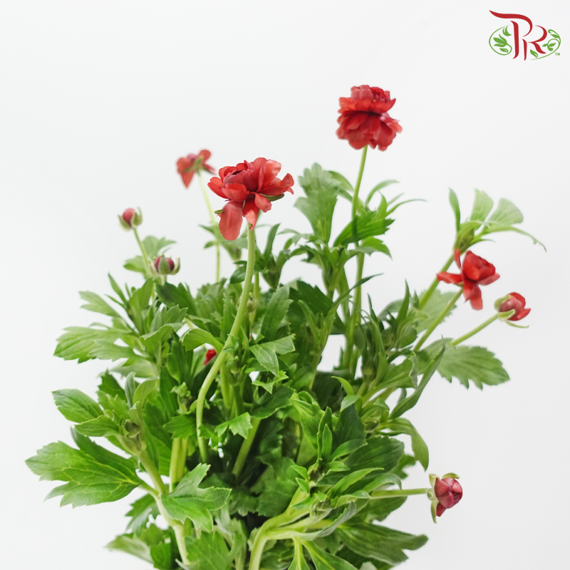 Ranunculus Butterfly - Dark Red (5 Stems) **Fragile**