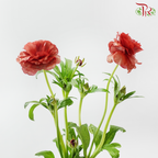Ranunculus Butterfly - Dark Red (5 Stems) **Fragile**