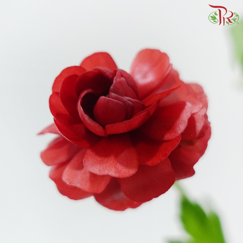 Ranunculus Butterfly - Dark Red (5 Stems) **Fragile**