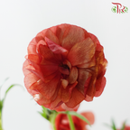 Ranunculus Butterfly - Dark Red (5 Stems) **Fragile**