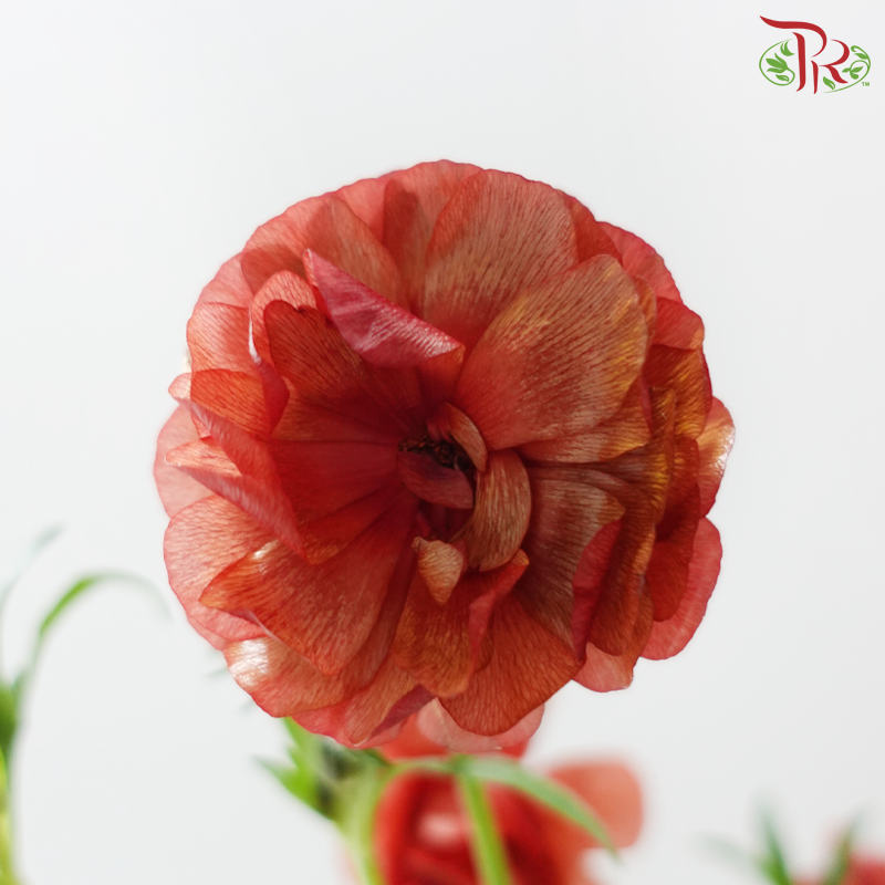 Ranunculus Butterfly - Dark Red (5 Stems) **Fragile**