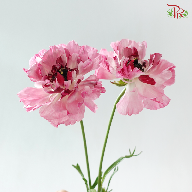 Ranunculus Charlotte Pink - (2 Stems) *Fragile