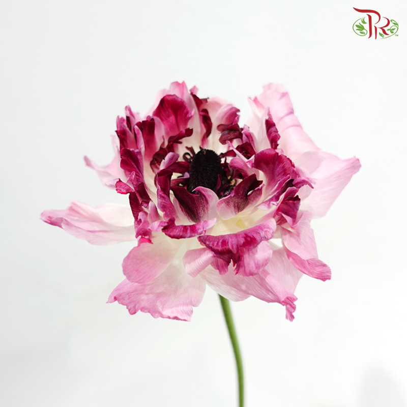 Ranunculus Charlotte Pink - (2 Stems) *Fragile