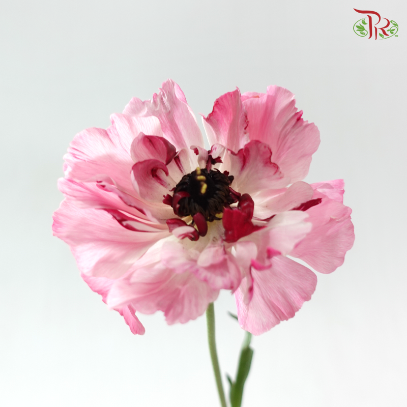 Ranunculus Charlotte Pink - (2 Stems) *Fragile