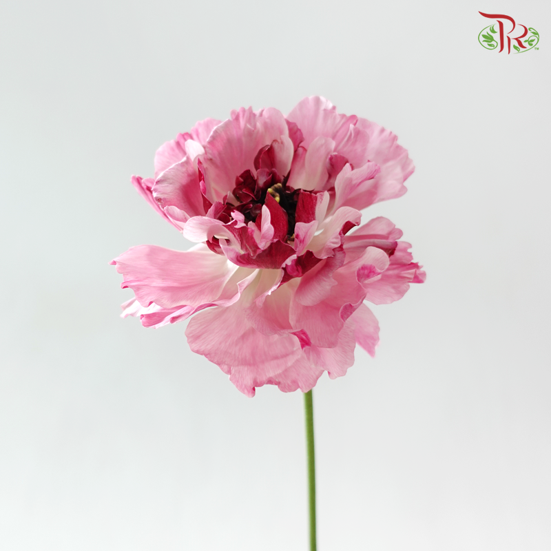 Ranunculus Charlotte Pink - (2 Stems) *Fragile