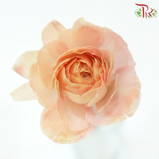 Ranunculus Cloni - Champagne ( 5 Stems)