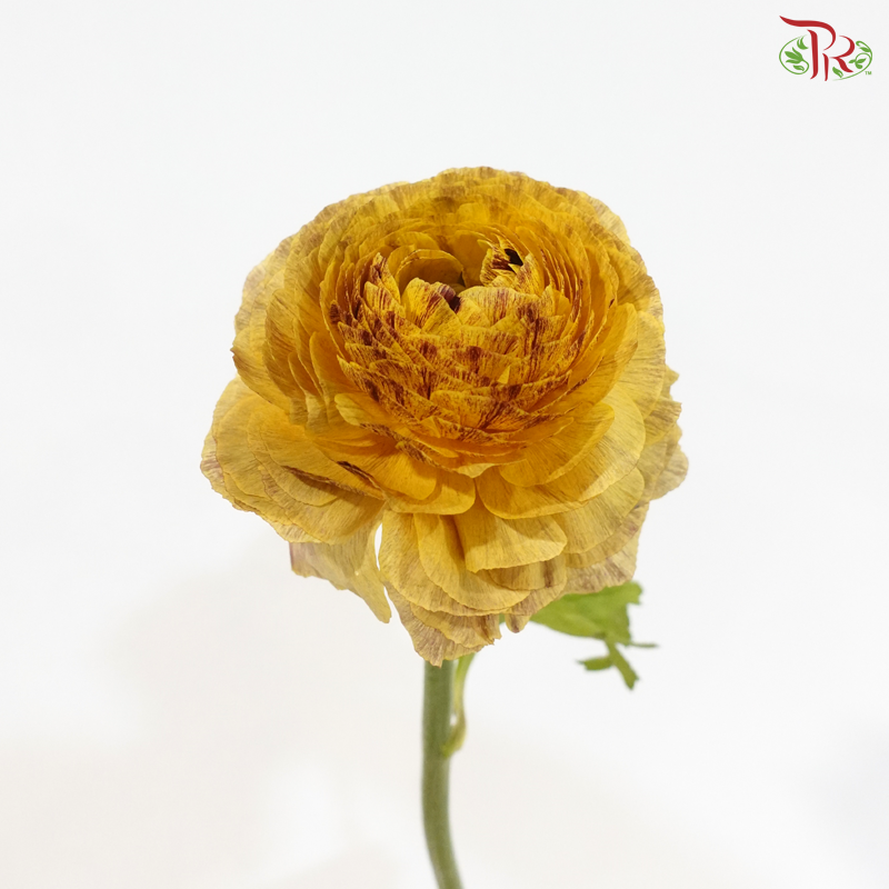 Ranunculus - Rustic Charm (5 Stems) *Fragile