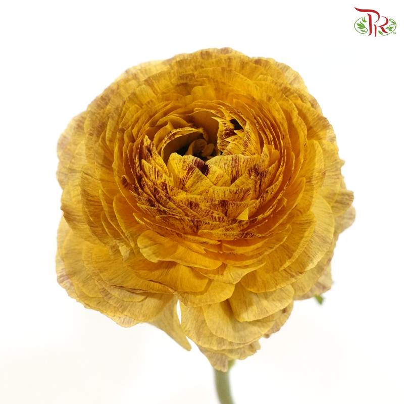 Ranunculus - Rustic Charm (5 Stems) *Fragile