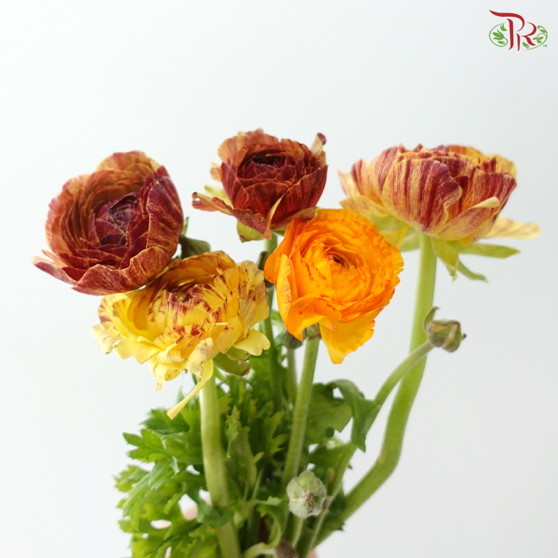 Ranunculus - Rustic Charm (5 Stems) *Fragile