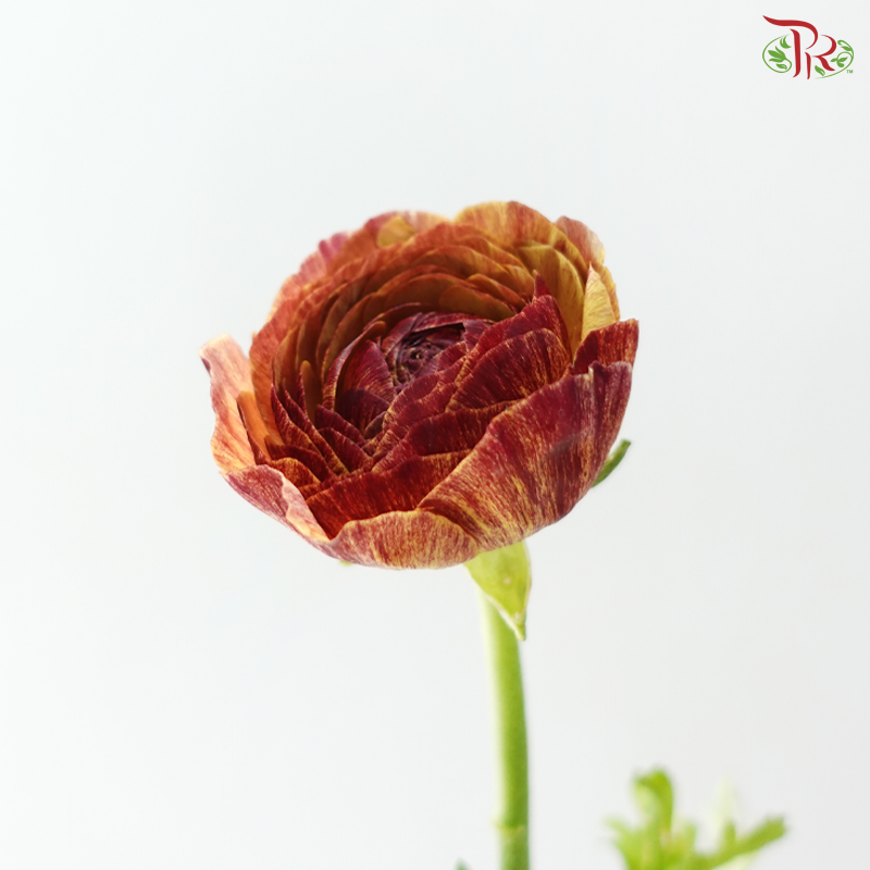 Ranunculus - Rustic Charm (5 Stems) *Fragile