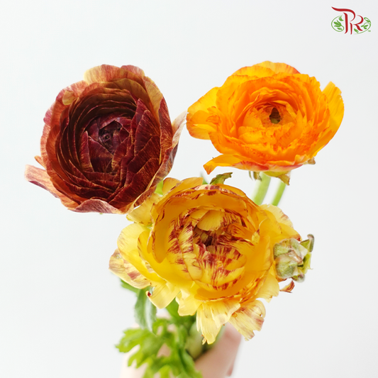 Ranunculus - Rustic Charm (5 Stems) *Fragile