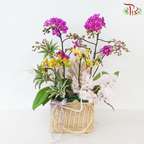 【RAYA 2026】Raya Abundance