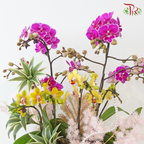 【RAYA 2026】Raya Abundance