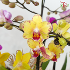 【RAYA 2026】Raya Abundance