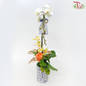 【Gift Series】Pure Orchid Splendor