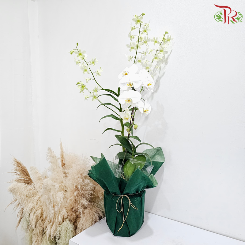 【Gift Series】Riang Orchid With Dendrobium Arrangement (Random Choose Orchid & Dendrobium Color)