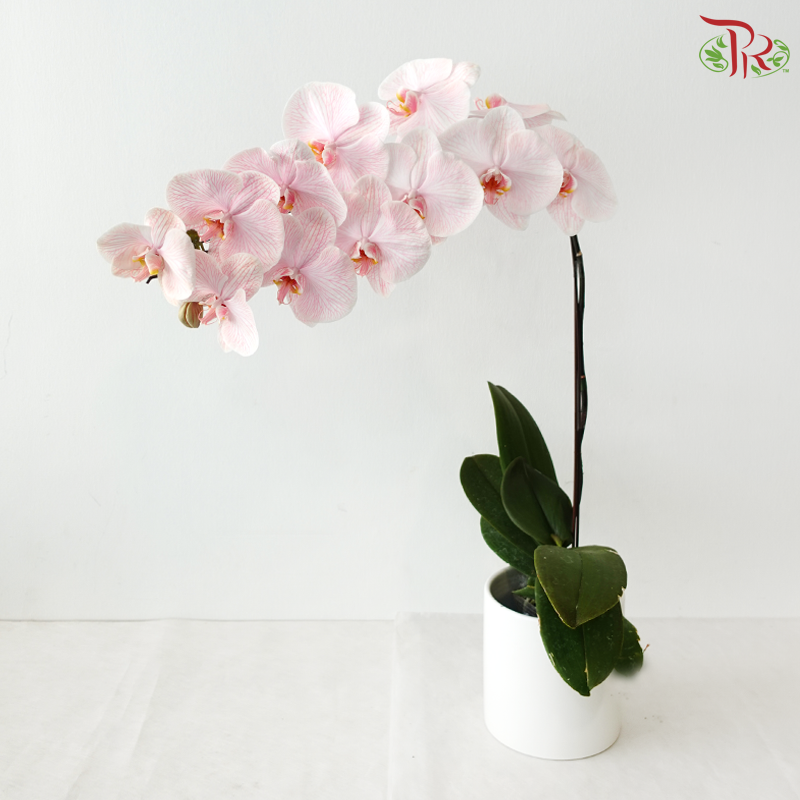 【Pre-Order】Big Single Stem Phalaenopsis Orchid (Without Vase) (With Color Option)