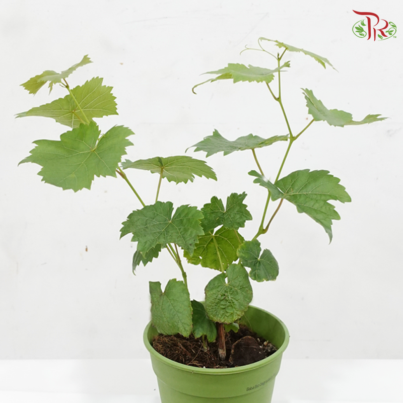Red Grape Plant P150《红葡萄》