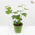 Red Grape Plant P150《红葡萄》