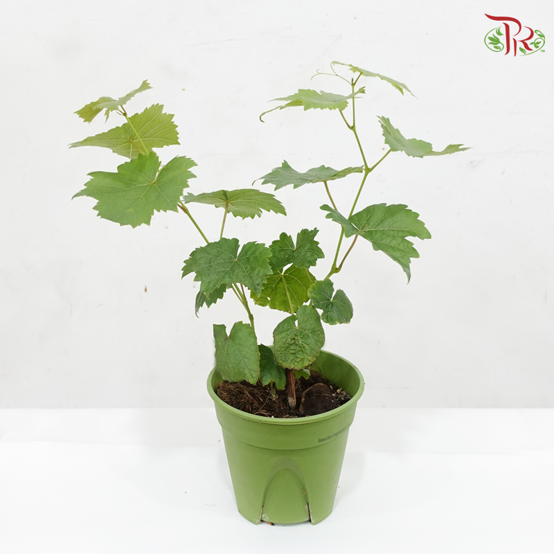 Red Grape Plant P150《红葡萄》