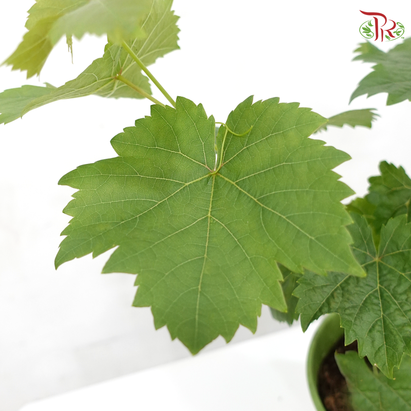 Red Grape Plant P150《红葡萄》