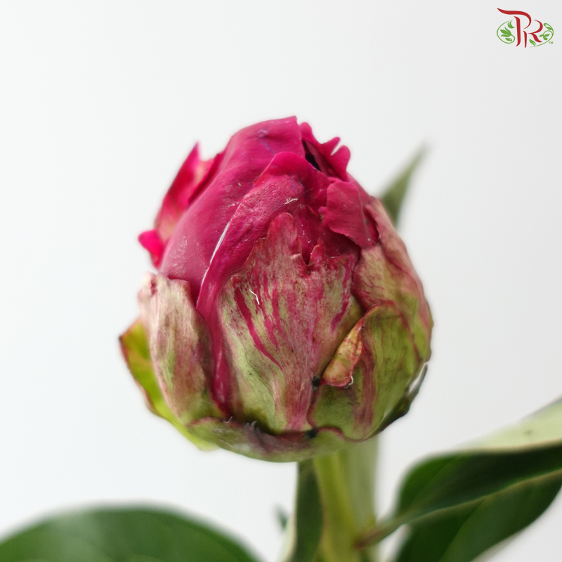 Peony - Red Paul (5 Stems) (Small / Medium Head) **Fragile**