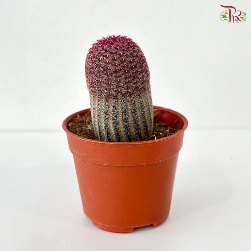 Red Sun Cactus P105 J01《红太阳仙人掌》