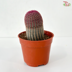Red Sun Cactus P105 J01《红太阳仙人掌》