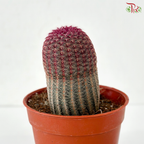 Red Sun Cactus P105 J01《红太阳仙人掌》