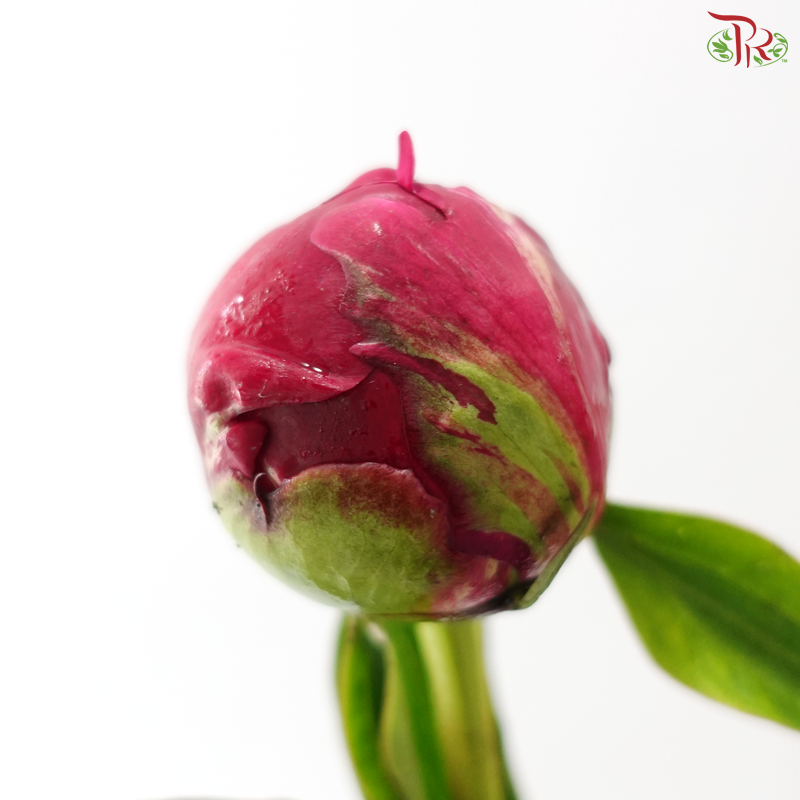 Peony - Red Paul (5 Stems) (Small / Medium Head) **Fragile**