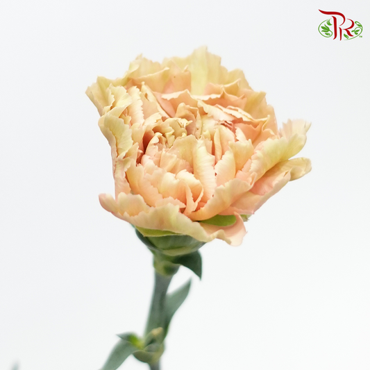 Carnation Special Colour - Reg Malone (18-20 Stems) - Pudu Ria Florist