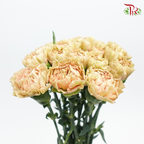 Carnation Special Colour - Reg Malone (18-20 Stems) - Pudu Ria Florist