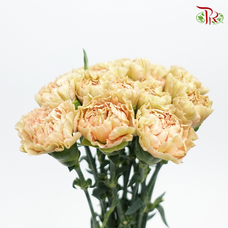 Carnation Special Colour - Reg Malone (18-20 Stems) - Pudu Ria Florist