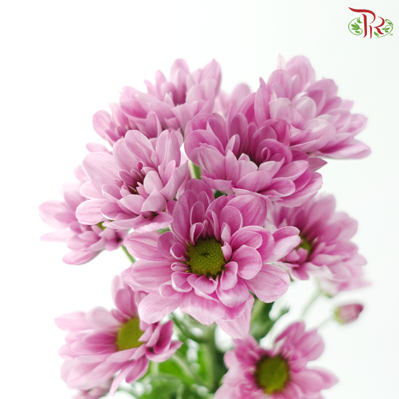 Chrysanthemum Pompom - Daisy Resq Chrysanthemum Pink / Purple (10 Stems)
