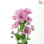 Chrysanthemum Pompom - Daisy Resq Chrysanthemum Pink / Purple (10 Stems)