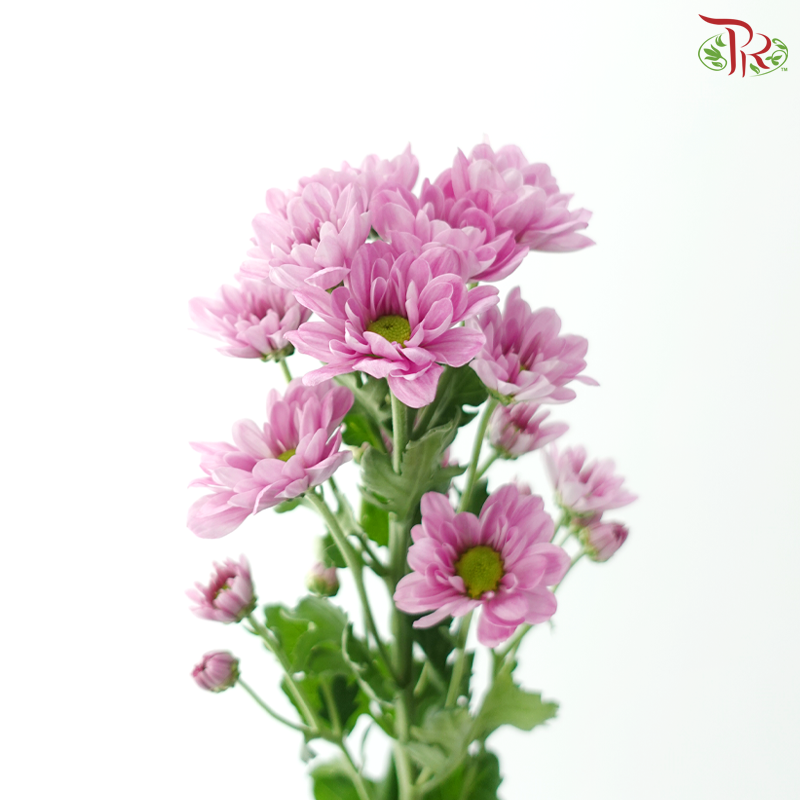 Chrysanthemum Pompom - Daisy Resq Chrysanthemum Pink / Purple (10 Stems)