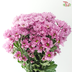 Chrysanthemum Pompom - Daisy Resq Chrysanthemum Pink / Purple (10 Stems)