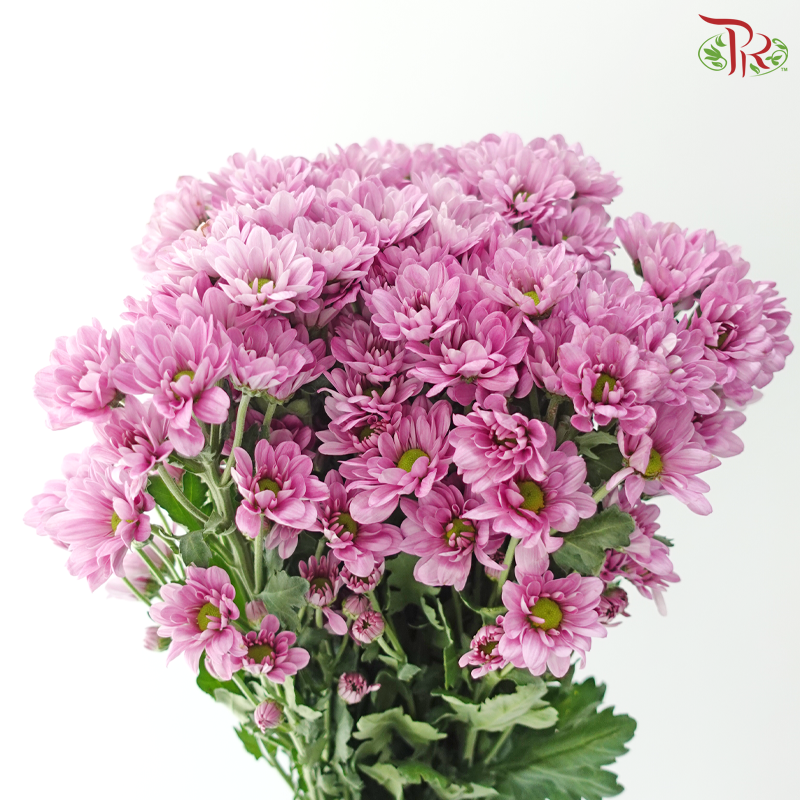 Chrysanthemum Pompom - Daisy Resq Chrysanthemum Pink / Purple (10 Stems)