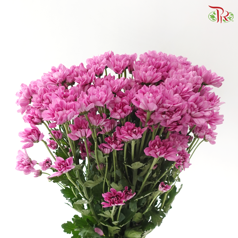 Chrysanthemum Pompom - Daisy Resq Chrysanthemum Pink Purple (10 Stems)