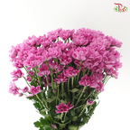 Chrysanthemum Pompom - Daisy Resq Chrysanthemum Pink Purple (10 Stems)