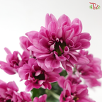 Chrysanthemum Pompom - Daisy Resq Chrysanthemum Pink Purple (10 Stems)