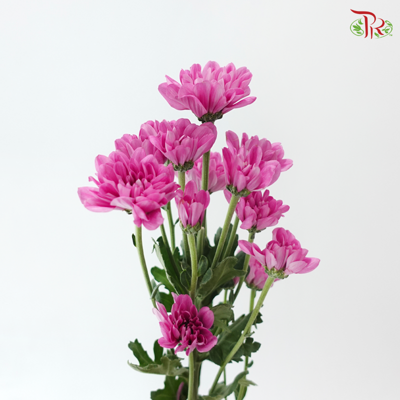 Chrysanthemum Pompom - Daisy Resq Chrysanthemum Pink Purple (10 Stems)