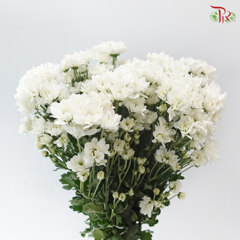 Chrysanthemum Pompom - Daisy Resq Chrysanthemum White (10 Stems)