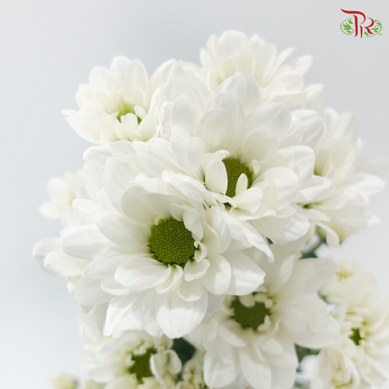 Chrysanthemum Pompom - Daisy Resq Chrysanthemum White (10 Stems)