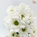 Chrysanthemum Pompom - Daisy Resq Chrysanthemum White (10 Stems)